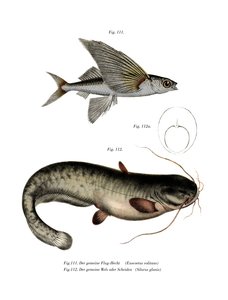 To-vinget Flyingfish (farve litho) af German School