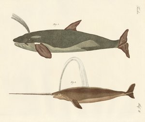 To slags hvaler af German School