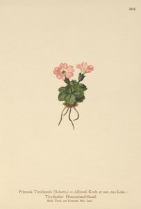 Tyrolsk primula (Primula tyrolensis, Primula Tirolensis, Primula Allionii) af German School