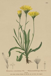 Paraply-Mælkeurt (Hieracium staticefolium, Hieracium staticifolium, Tolpis staticifolia, Chlorocrepis staticifolia, Chlorocrepis staticifolium) af German School