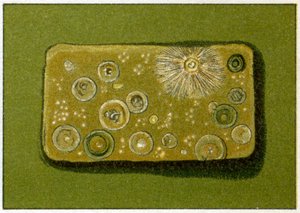 Usunde niveauer af bakterier i drikkevand, ca. 1890 (farvekromolitografi) af German School