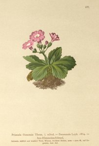 Val-Daone Primrose (Primula Oenensis, Primula Daonensis) af German School