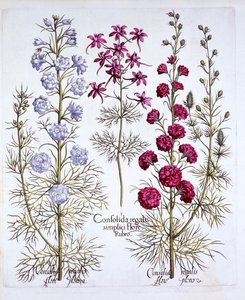 Varieties of Larkspur, fra Hortus Eystettensis, af Basil Besler (1561-1629), pub. 1613 (håndfarvet gravering) af German School
