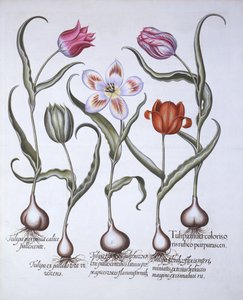 Varieties of Tulip, fra Hortus Eystettensis, af Basil Besler (1561-1629), pub. 1613 (håndfarvet gravering) af German School