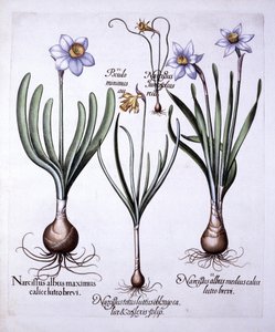 Forskellige Narcissi, fra Hortus Eystettensis, af Basil Besler (1561-1629), pub. 1613 (håndfarvet gravering) af German School