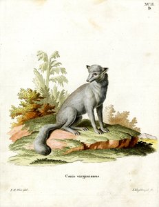 Virginian Fox (farvet gravering) af German School