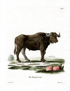 Vandbøffel (farvet gravering) af German School