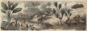 Vandhul i Sydafrika (farvet gravering) af German School