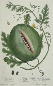 Vandmelon, fra A Curious Herbal, tysk udgave, udgivet 1757 af German School