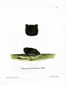 Western Barbastelle (farvet gravering) af German School