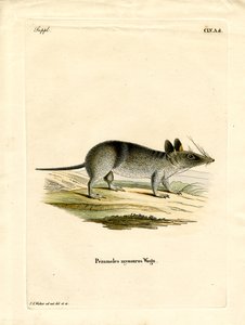 Western Barred Bandicoot (farvet gravering) af German School