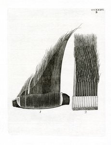 Whale Baleen plader (farvet gravering) af German School