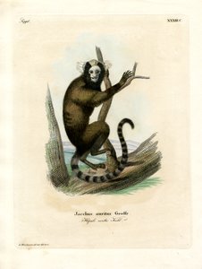 Hvidøret marmoset (farvet gravering) af German School