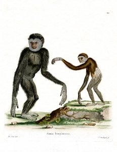 White-handed Gibbon (farvet gravering) af German School