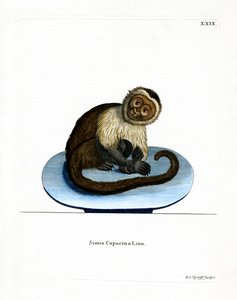 Hvidhovedet Capuchin (farvet gravering) af German School