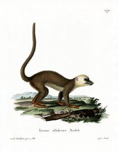 Hvidhovedet Lemur (farvet gravering) af German School