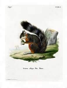 Hvidbenet egern (farvet gravering) af German School