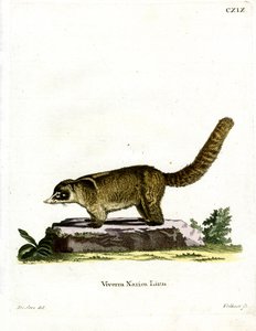 White-nosed Coati (farvet gravering) af German School