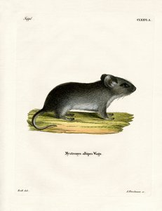 Hvidhalemus (farvet indgravering) af German School