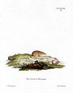 Hvidtandet spidsmus (farvet gravering) af German School