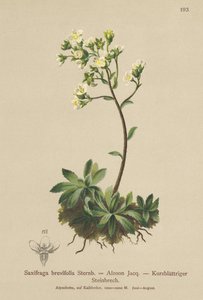 White Mountain Saxifrage (Saxifraga brevifolia, Saxifraga Aizoon) af German School