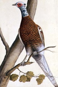 Hvid fasan, ca. 1740 (akvarel på papir) af German School