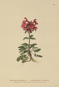 Klitbladet Lusewort (Pedicularis verticillata) af German School