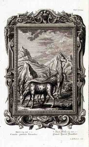 Vilde dyr, fra "Physica Sacra", graveret af Jacob Andreas Fridrich (1684-1751) Augsberg af German School