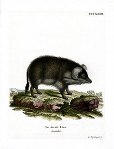 Vildsvin (farvet gravering) af German School