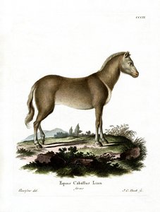 Wild Horse (farvet indgravering) af German School