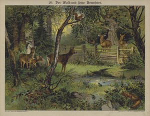 Dyreliv (farve litho) af German School