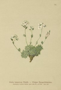 Wolley Whitlow-Græs (Draba tomentosa) af German School