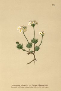 Voldsom klippejasmin (Androsace villosa) af German School