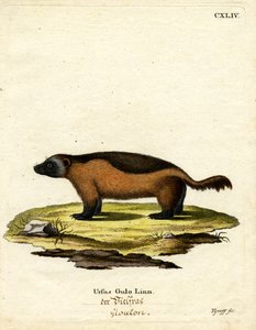 Wolverine (farvet gravering) af German School