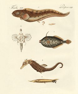 Vidunderlig fisk af German School