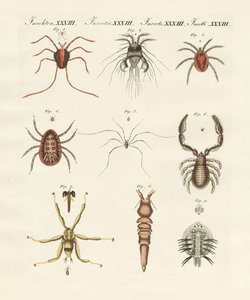 Vidunderlige insekter (farvet indgravering) af German School