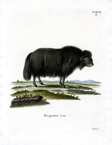 Yak (farvet gravering) af German School