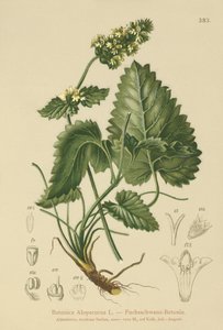 Gul Betony (Betonica Alopecurus, Stachys alopecuros) af German School