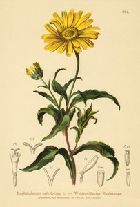 Gult okseøje (Buphthalmum salicifolium) af German School