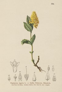 Gul Paederota (Paederota ageria, Paederota lutea) af German School