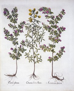 Yellow Rest-Harrow, Pink Rest-Harrow og Pink Torny Rest-Harrow, fra Hortus Eystettensis, af Basil Besler (1561-1629), pub. 1613 (håndkoloreret gravering) af German School