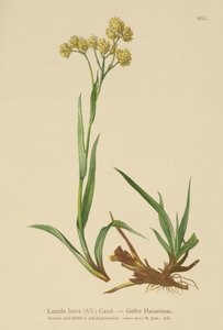 Gul skov-bunke (Luzula lutea) af German School
