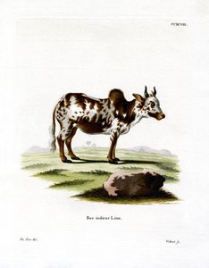 Zebu (farvet gravering) af German School