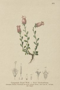 Zois klokkeblomst (Campanula Zoysii) af German School