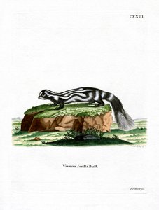 Zorilla (farvet gravering) af German School