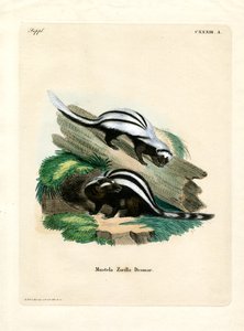 Zorilla (farvet gravering) af German School