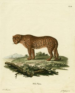 panter (farvet gravering) af German School