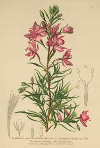 Rosmarinbladet pileklokke (Epilobium rosmarinifolium, Epilobium Dodonaei) af German School