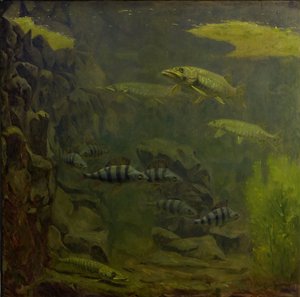 Gedde og aborre i et akvarium