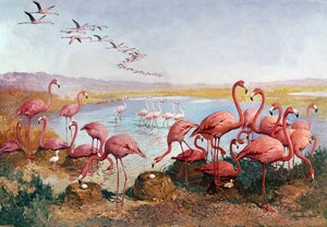 Lyserøde flamingoer